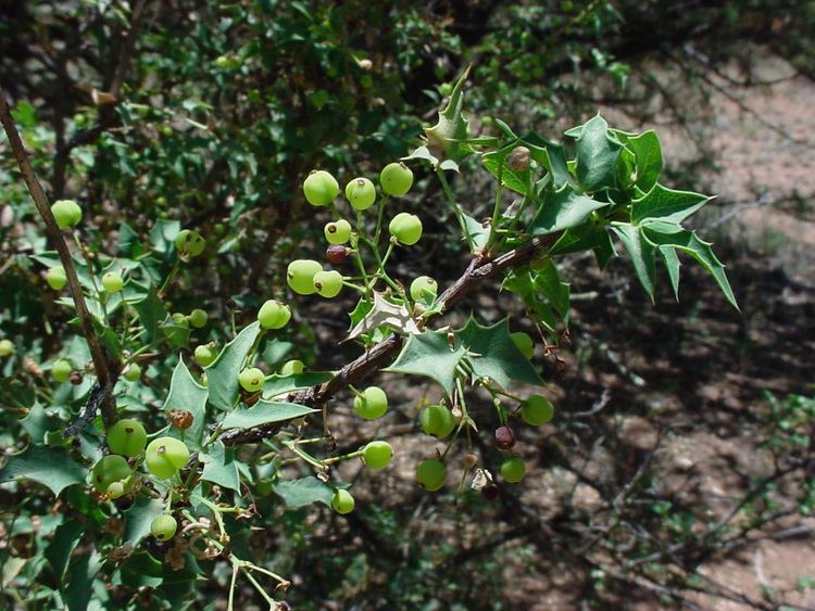 Berberis haematocarpa Vascular Plants of the Gila Wilderness Berberis haematocarpa