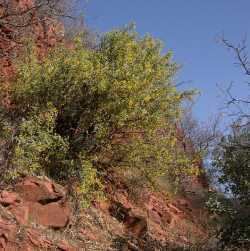 Berberis haematocarpa SEINet Arizona Chapter Berberis haematocarpa