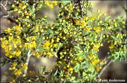 Berberis haematocarpa Chihuahuan Desert Plants Berberis haematocarpa