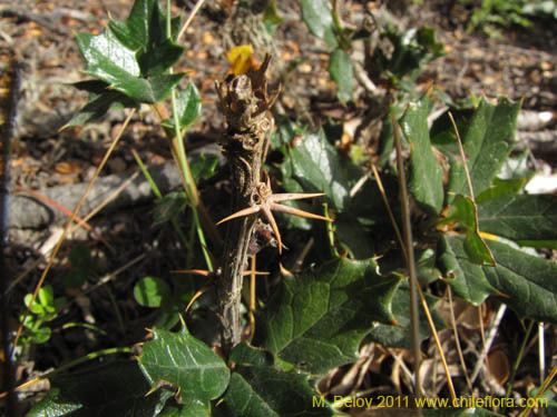 Berberis ilicifolia Description and images of Berberis ilicifolia a native Chilean