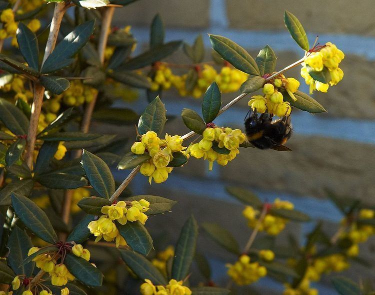 Berberis julianae Berberis julianae Wikipedia