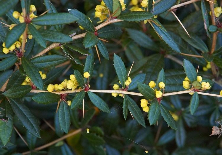 Berberis julianae Berberis julianae wintergreen barberry Arbres et Arbustes in the