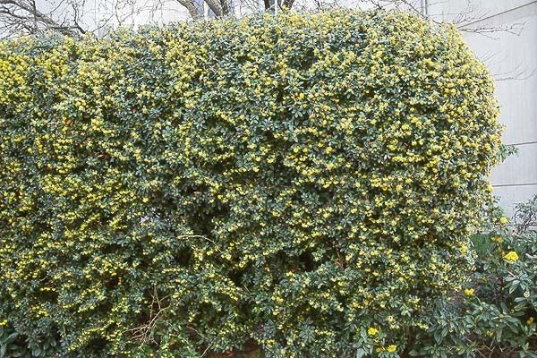 Berberis julianae Berberis julianae Landscape Plants Oregon State University