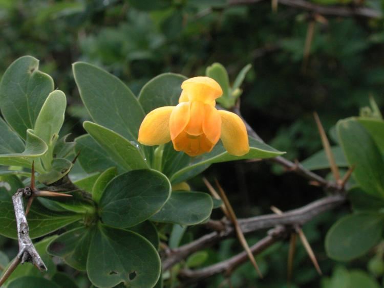 Berberis microphylla Berberis microphylla GForst