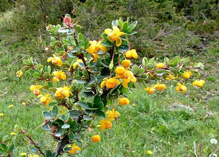 Berberis microphylla Berberis microphylla Omora Park Puerto Williams Chile