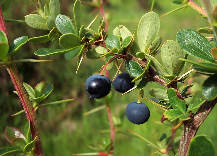 Berberis microphylla calafate Berberis microphylla Arbusto de hasta 3m de alt Flickr