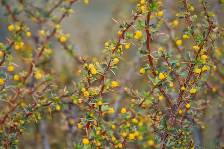 Berberis microphylla Berberis microphylla Hortipedia