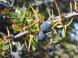 Berberis microphylla Berberis microphylla Wikipedia