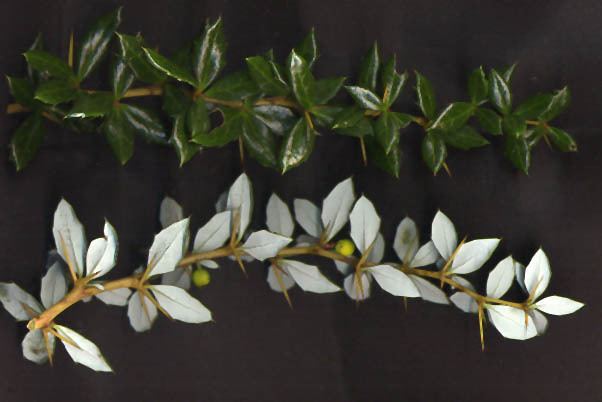 Berberis verruculosa httpsuploadwikimediaorgwikipediacommons77