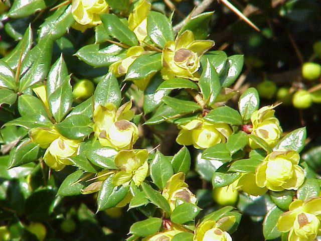 Berberis verruculosa 