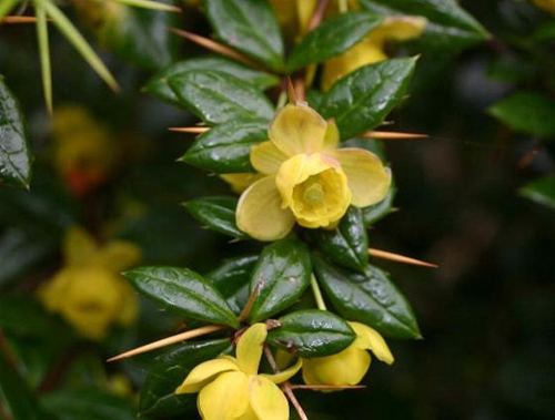 Berberis verruculosa View Plant Great Plant Picks