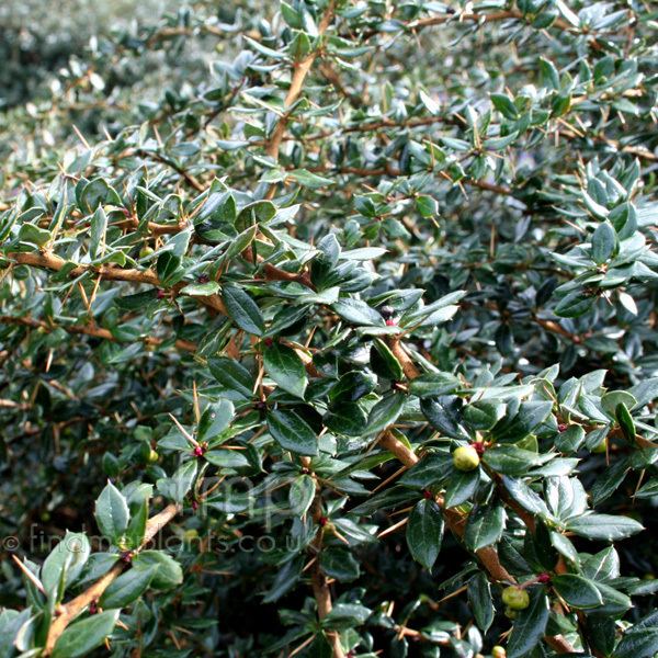 Berberis verruculosa Berberis verruculosa Information Pictures amp Cultivation Tips