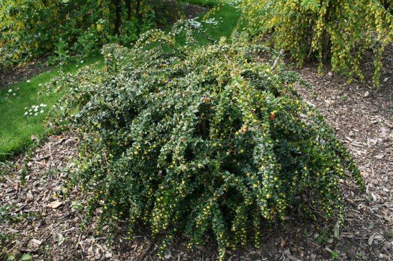 Berberis verruculosa Pinterest The world39s catalog of ideas