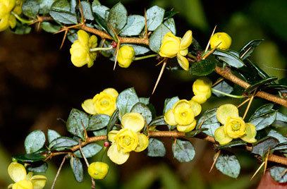 Berberis verruculosa Berberis verruculosa warted barberryRHS Gardening