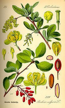 Berberis vulgaris httpsuploadwikimediaorgwikipediacommonsthu