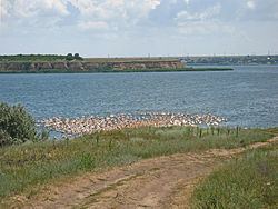 Berezan Estuary httpsuploadwikimediaorgwikipediacommonsthu