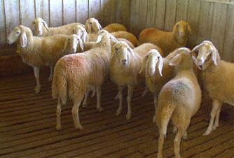 Bergamasca sheep Sheep 101 Sheep Breeds BeBr