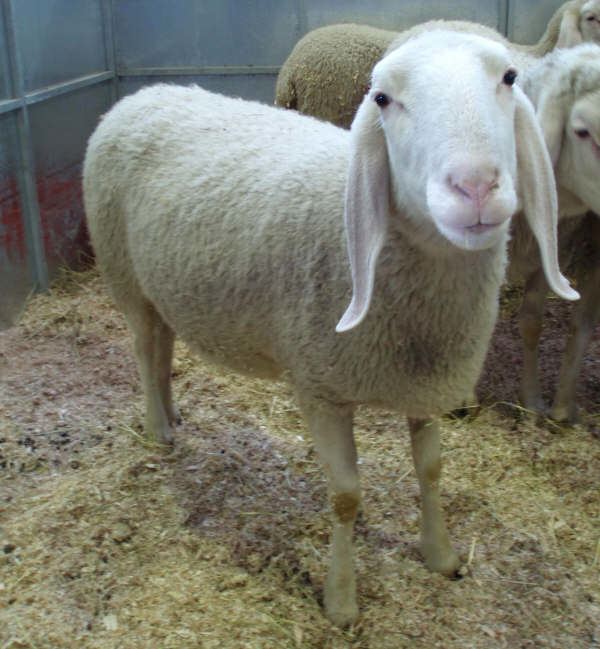 Bergamasca sheep Italian breeds of sheep Bergamasca