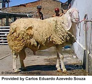 Bergamasca sheep Breeds of Livestock Bergamasca Sheep Breeds of Livestock