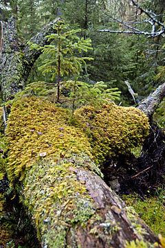 Berge Virgin Forest Nature Reserve httpsuploadwikimediaorgwikipediacommonsthu