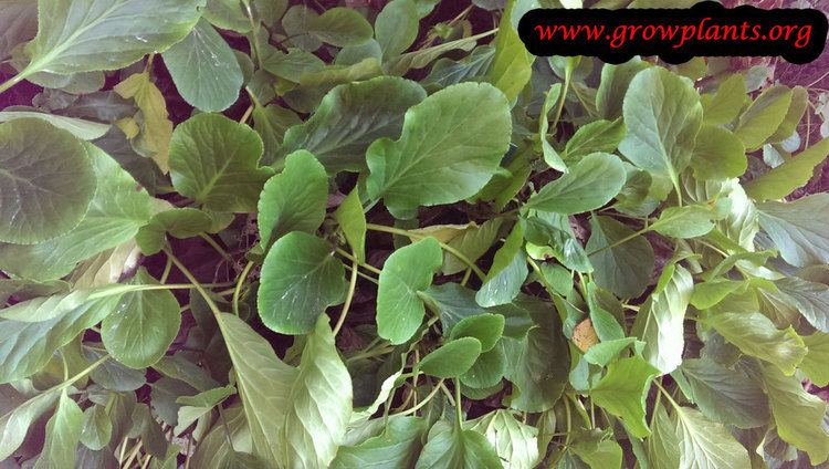 Bergenia ligulata Bergenia ligulata Growing Grow Plants