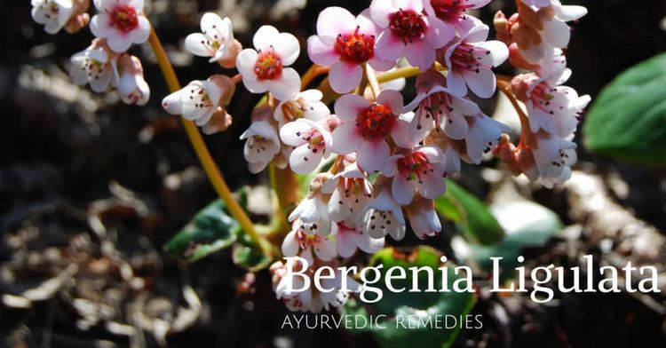 Bergenia ligulata PashanbhedaBergenia ligulata A Great Herb To Dissolve Kidney Stone