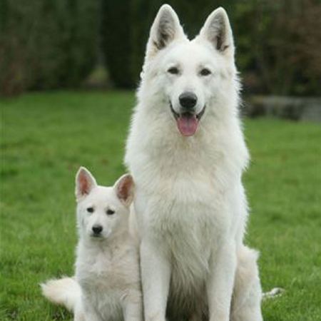Berger Blanc Suisse Berger Blanc Suisse Breed Guide Learn about the Berger Blanc Suisse