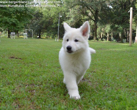 Berger Blanc Suisse Berger Blanc SuisseWhite Swiss Shepherd Puppies and For Sale Tampa Fl