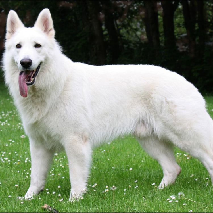 Berger Blanc Suisse Berger Blanc Suisse Breed Guide Learn about the Berger Blanc Suisse