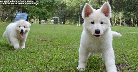 Berger Blanc Suisse Berger Blanc SuisseWhite Swiss Shepherd Puppies and For Sale Tampa Fl