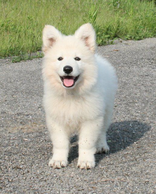 Berger Blanc Suisse 1000 ideas about Berger Blanc Suisse on Pinterest Bergers Berger