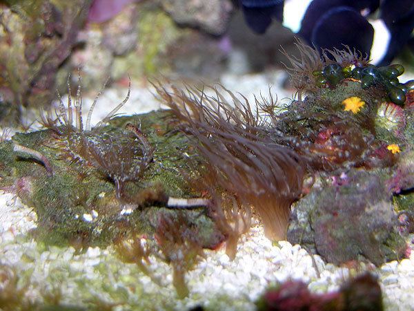 Berghia Marine Ornamental Fish amp Invertebrate Breeders View topic