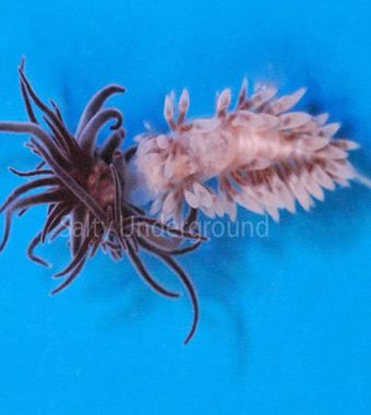 Berghia Welcome to SaltyUnderground Corals for Sale Berghia Nudibranch