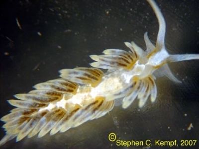 Berghia stephanieae The Sea Slug Forum Aeolidiella stephanieae