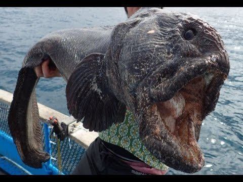 Bering wolffish Fisherman caught Largest 2metre BERING WOLFFISH ever off the coast