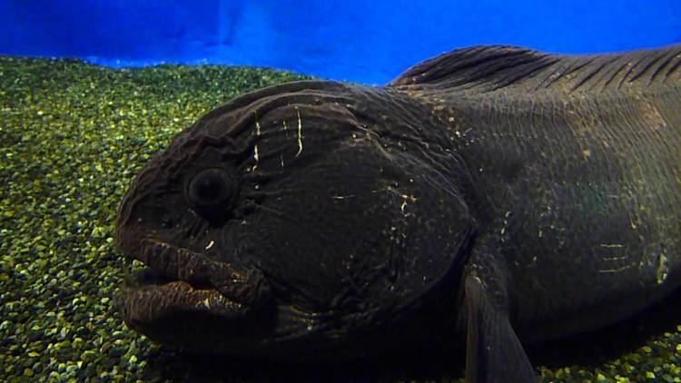 Bering wolffish Bering wolffish Anarhichas orientalis YouTube