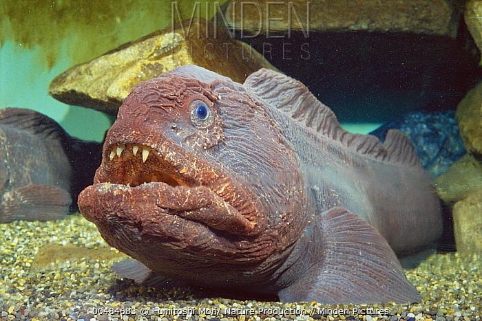 Bering wolffish Minden Pictures stock photos Bering Wolffish Anarhichas