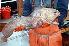 Bering wolffish httpsuploadwikimediaorgwikipediacommonsthu