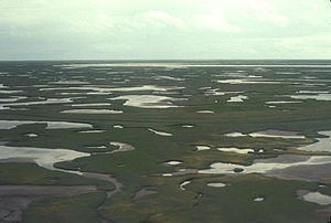 Beringia lowland tundra httpsuploadwikimediaorgwikipediacommonsthu