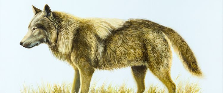 Beringian wolf Grey Wolf Yukon Beringia Interpretive Centre
