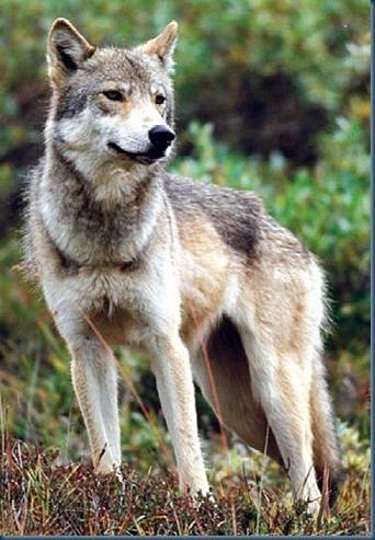 Beringian wolf Bonecrushing Super Ice Wolves Icewolves of Europa