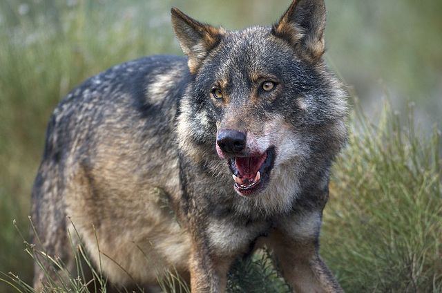 Beringian wolf Grey Wolf Pictorial