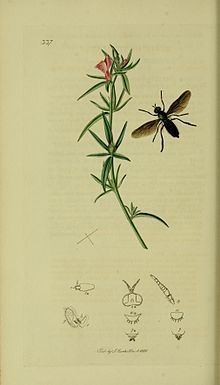 Beris geniculata httpsuploadwikimediaorgwikipediacommonsthu
