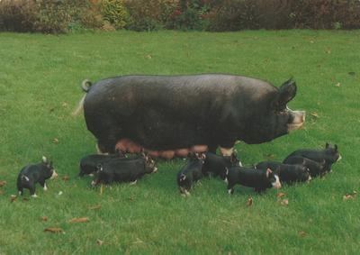 Berkshire pig - Alchetron, The Free Social Encyclopedia