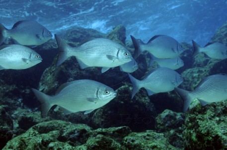 Bermuda chub - Alchetron, The Free Social Encyclopedia