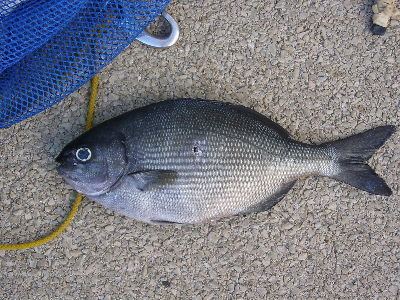 Bermuda chub - Alchetron, The Free Social Encyclopedia