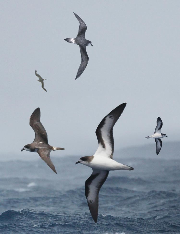 Bermuda petrel FileBermuda Petrel From The Crossley ID Guide Eastern Birdsjpg