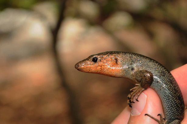 Bermuda rock skink Experts at Chester Zoo challenged to save the Bermuda skink