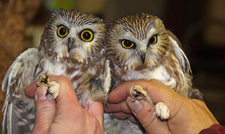 Bermuda saw-whet owl Last Days of October Produced The Season39s First Juncos First