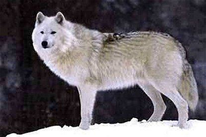 Bernard's wolf Wolves Of The World Bernard39s Wolf Canis lupus bernardi